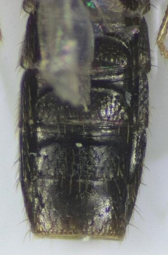 Atheta sp.